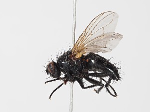  ( - ABOL-24-0288)  @11 [ ] CC-BY (2024) Gerhard Schlüsslmayr Unspecified