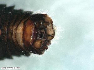  (Taeniopteryx hubaulti - ABOL-24-0337)  @11 [ ] CC-BY (2024) Teufl Pia Unspecified