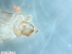  ( - ABOL-24-0342)  @11 [ ] Unspecified (default): All Rights Reserved (2024) Teufl Pia Unspecified