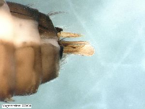  ( - ABOL-24-0351)  @11 [ ] Unspecified (default): All Rights Reserved (2024) Teufl Pia Unspecified