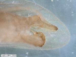  ( - ABOL-24-0386)  @11 [ ] Unspecified (default): All Rights Reserved (2024) Teufl Pia Unspecified