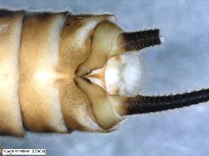  (Dinocras megacephala - ABOL-24-0387)  @11 [ ] Unspecified (default): All Rights Reserved (2024) Teufl Pia Unspecified