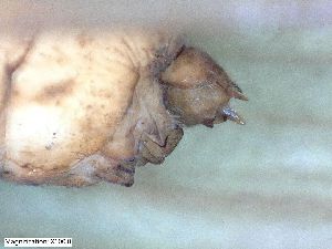  ( - ABOL-24-0409)  @11 [ ] Unspecified (default): All Rights Reserved (2024) Teufl Pia Unspecified