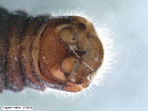  ( - ABOL-24-0437)  @11 [ ] Unspecified (default): All Rights Reserved (2024) Teufl Pia Unspecified