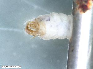 ( - ABOL-24-0444)  @11 [ ] Unspecified (default): All Rights Reserved (2024) Teufl Pia Unspecified