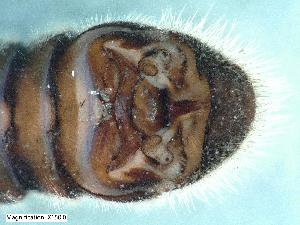  ( - ABOL-24-0448)  @11 [ ] CC-BY (2024) Teufl Pia Unspecified