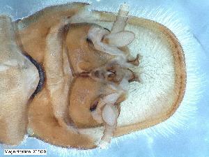  (Rhabdiopteryx harperi - ABOL-24-0506)  @11 [ ] CC-BY (2024) Teufl Pia Unspecified