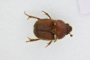  ( - ABOL-24-0613)  @11 [ ] Unspecified (default): All Rights Reserved (2025) Naturhistorisches Museum Wien Unspecified