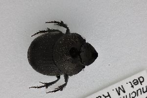  ( - ABOL-24-0623)  @11 [ ] Unspecified (default): All Rights Reserved (2025) Naturhistorisches Museum Wien Unspecified