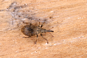  ( - ABOL-24-0788)  @11 [ ] Unspecified (default): All Rights Reserved (2024) Elisabeth Glatzhofer Unspecified