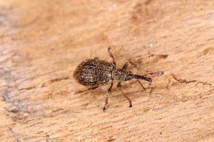  ( - ABOL-24-0788)  @11 [ ] Unspecified (default): All Rights Reserved (2024) Elisabeth Glatzhofer Unspecified