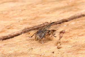  ( - ABOL-24-0788)  @11 [ ] Unspecified (default): All Rights Reserved (2024) Elisabeth Glatzhofer Unspecified