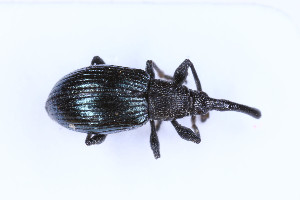  ( - ABOL-24-0835)  @11 [ ] Unspecified (default): All Rights Reserved (2024) Elisabeth Glatzhofer Unspecified