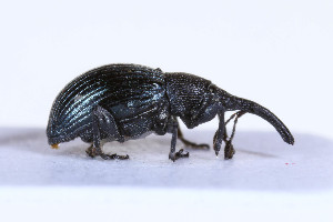  ( - ABOL-24-0835)  @11 [ ] Unspecified (default): All Rights Reserved (2024) Elisabeth Glatzhofer Unspecified