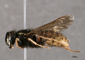  ( - ABOL-24-1036)  @11 [ ] Unspecified (default): All Rights Reserved (2024) Ober&ouml;sterreichisches Landesmuseum (OLML) Unspecified