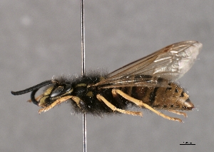  ( - ABOL-24-1060)  @11 [ ] Unspecified (default): All Rights Reserved (2024) Ober&ouml;sterreichisches Landesmuseum (OLML) Unspecified