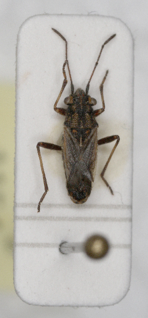  ( - ABOL-24-1154)  @11 [ ] Unspecified (default): All Rights Reserved (2024) Wolfgang Rabitsch Unspecified