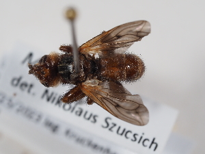  ( - ABOL-24-1302)  @11 [ ] Unspecified (default): All Rights Reserved (2024) Naturhistorisches Museum Wien Naturhistorisches Museum Wien