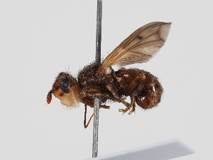  ( - ABOL-24-1302)  @11 [ ] Unspecified (default): All Rights Reserved (2024) Naturhistorisches Museum Wien Naturhistorisches Museum Wien