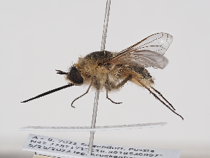  ( - ABOL-24-1309)  @11 [ ] Unspecified (default): All Rights Reserved (2024) Naturhistorisches Museum Wien Naturhistorisches Museum Wien