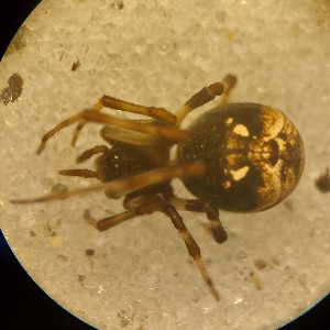  ( - ABOL-24-1330)  @11 [ ] Unspecified (default): All Rights Reserved (2025) Johannes Schall Unspecified