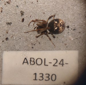  ( - ABOL-24-1330)  @11 [ ] Unspecified (default): All Rights Reserved (2025) Johannes Schall Unspecified