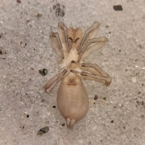  ( - ABOL-24-1336)  @11 [ ] Unspecified (default): All Rights Reserved (2025) Johannes Schall Unspecified