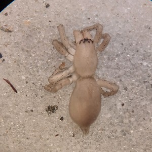  ( - ABOL-24-1336)  @11 [ ] Unspecified (default): All Rights Reserved (2025) Johannes Schall Unspecified