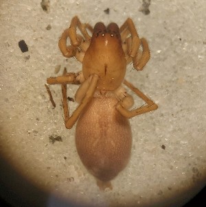  ( - ABOL-24-1337)  @11 [ ] Unspecified (default): All Rights Reserved (2025) Johannes Schall Unspecified