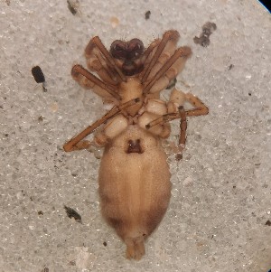  ( - ABOL-24-1337)  @11 [ ] Unspecified (default): All Rights Reserved (2025) Johannes Schall Unspecified