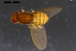  ( - ABOL-24-1907)  @11 [ ] Unspecified (default): All Rights Reserved (2024) Naturhistorisches Museum Wien Unspecified