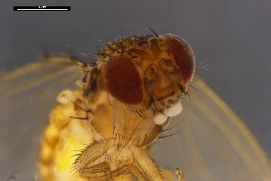  ( - ABOL-24-1907)  @11 [ ] Unspecified (default): All Rights Reserved (2024) Naturhistorisches Museum Wien Unspecified