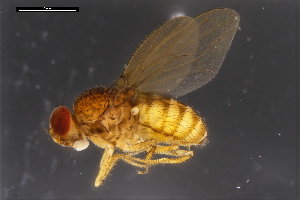  ( - ABOL-24-1907)  @11 [ ] Unspecified (default): All Rights Reserved (2024) Naturhistorisches Museum Wien Unspecified