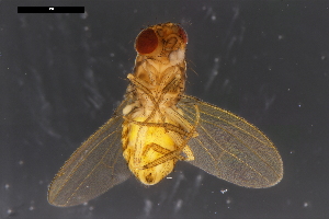  ( - ABOL-24-1907)  @11 [ ] Unspecified (default): All Rights Reserved (2024) Naturhistorisches Museum Wien Unspecified