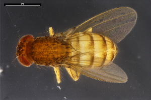  ( - ABOL-24-1917)  @11 [ ] Unspecified (default): All Rights Reserved (2024) Naturhistorisches Museum Wien Unspecified