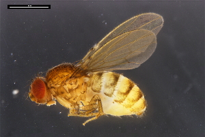  ( - ABOL-24-1917)  @11 [ ] Unspecified (default): All Rights Reserved (2024) Naturhistorisches Museum Wien Unspecified