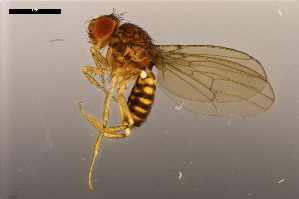  ( - ABOL-24-1920)  @11 [ ] Unspecified (default): All Rights Reserved (2024) Naturhistorisches Museum Wien Unspecified