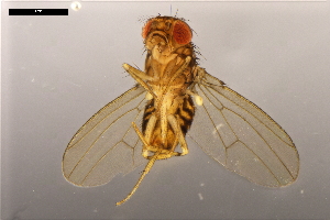  ( - ABOL-24-1920)  @11 [ ] Unspecified (default): All Rights Reserved (2024) Naturhistorisches Museum Wien Unspecified