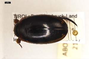  ( - ABOL-24-2152)  @11 [ ] Unspecified (default): All Rights Reserved (2025) Naturhistorisches Museum Wien Unspecified