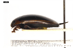  ( - ABOL-24-2152)  @11 [ ] Unspecified (default): All Rights Reserved (2025) Naturhistorisches Museum Wien Unspecified