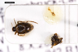  ( - ABOL-24-2155)  @11 [ ] Unspecified (default): All Rights Reserved (2025) Naturhistorisches Museum Wien Unspecified