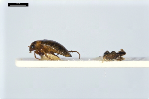  ( - ABOL-24-2155)  @11 [ ] Unspecified (default): All Rights Reserved (2025) Naturhistorisches Museum Wien Unspecified