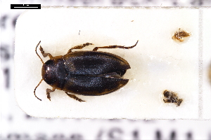  ( - ABOL-24-2156)  @11 [ ] Unspecified (default): All Rights Reserved (2025) Naturhistorisches Museum Wien Unspecified