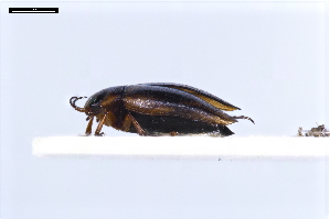  ( - ABOL-24-2156)  @11 [ ] Unspecified (default): All Rights Reserved (2025) Naturhistorisches Museum Wien Unspecified