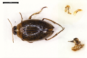  ( - ABOL-24-2159)  @11 [ ] Unspecified (default): All Rights Reserved (2025) Naturhistorisches Museum Wien Unspecified