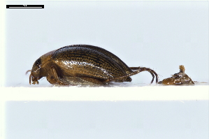  ( - ABOL-24-2159)  @11 [ ] Unspecified (default): All Rights Reserved (2025) Naturhistorisches Museum Wien Unspecified