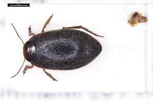  ( - ABOL-24-2160)  @11 [ ] Unspecified (default): All Rights Reserved (2025) Naturhistorisches Museum Wien Unspecified