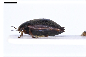  ( - ABOL-24-2160)  @11 [ ] Unspecified (default): All Rights Reserved (2025) Naturhistorisches Museum Wien Unspecified