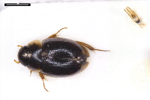  ( - ABOL-24-2163)  @11 [ ] Unspecified (default): All Rights Reserved (2025) Naturhistorisches Museum Wien Unspecified