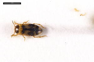  ( - ABOL-24-2177)  @11 [ ] Unspecified (default): All Rights Reserved (2025) Naturhistorisches Museum Wien Unspecified